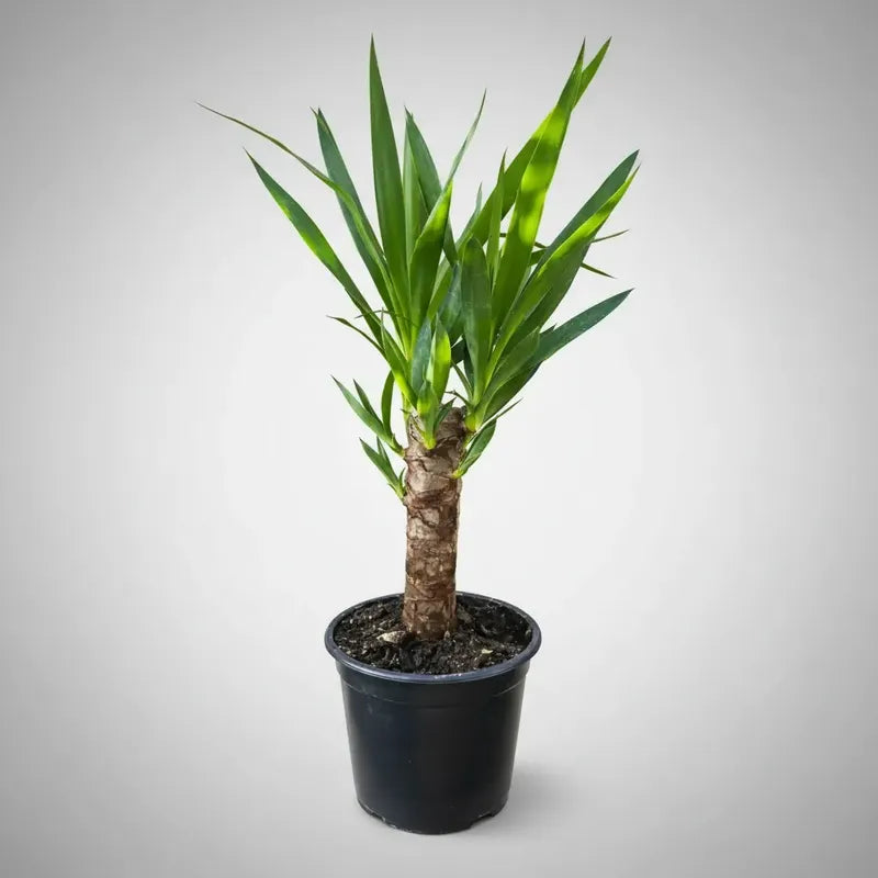 Palmera Interior Yuca Simple