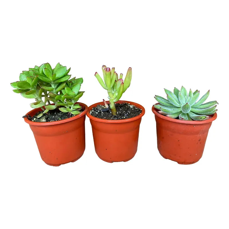 Set De 3 Suculentas Grandes De Colección Diferentes Especies