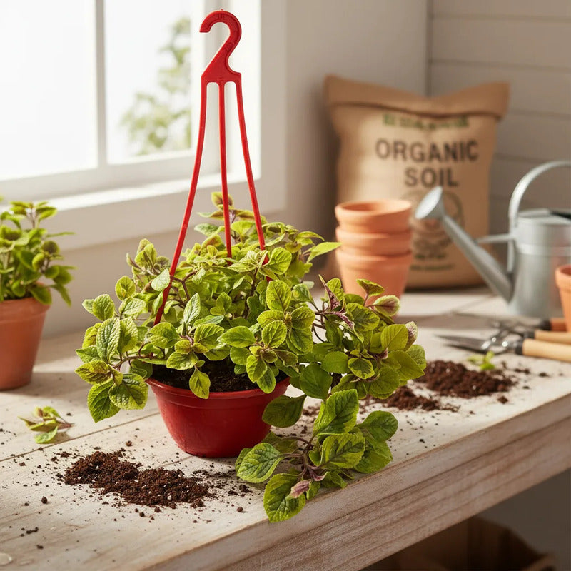 Dolar Variegado Planta Colgante Blanco