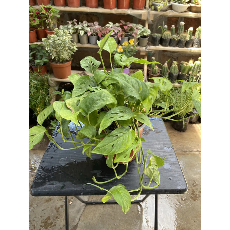 Monstera Adansoni