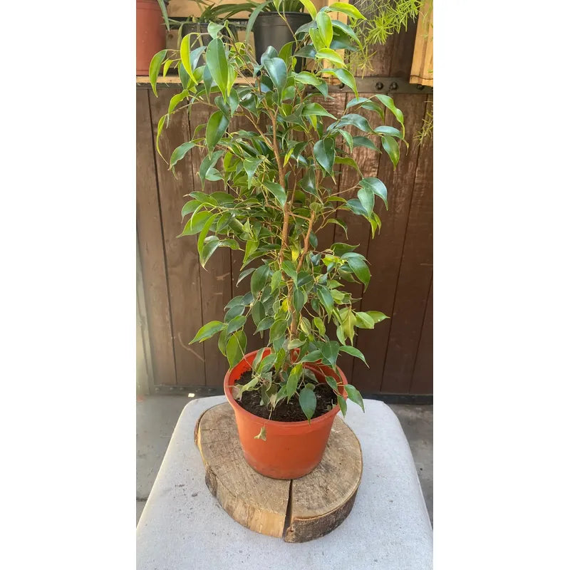 Ficus Mini Twilly Verde / Ficus Enano