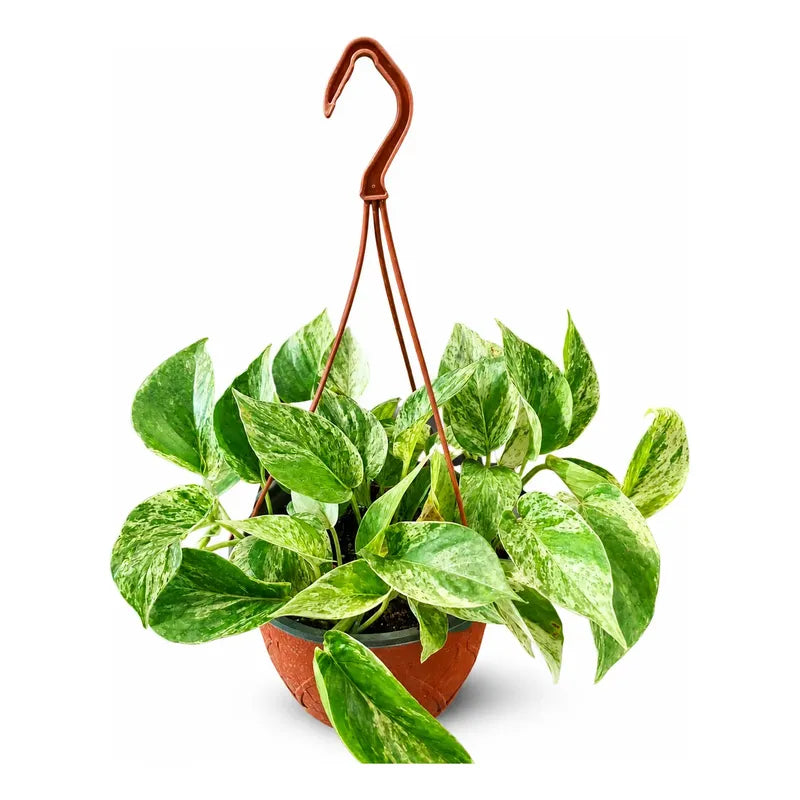 Scindapsus Potus Marble Queen Planta Colgante