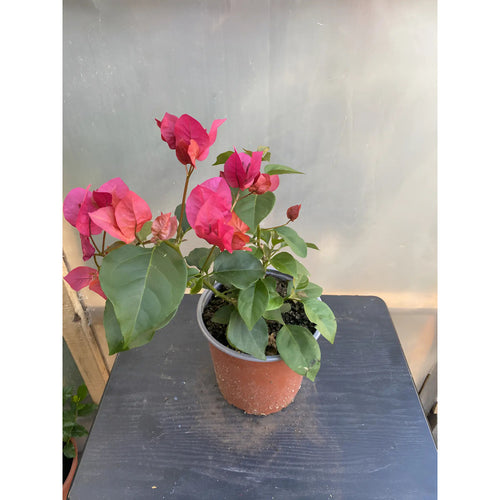 Bugambilia Pequeña Planta Trepadora Fucsia