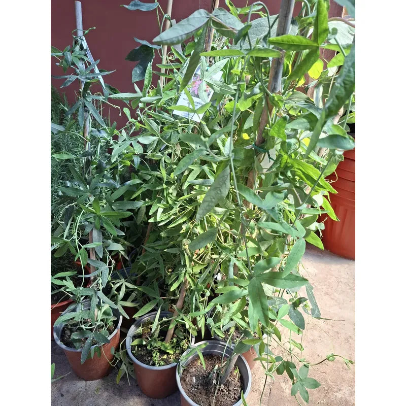 Passifloras/ Pasiflora Planta Enredadera Pasionaria
