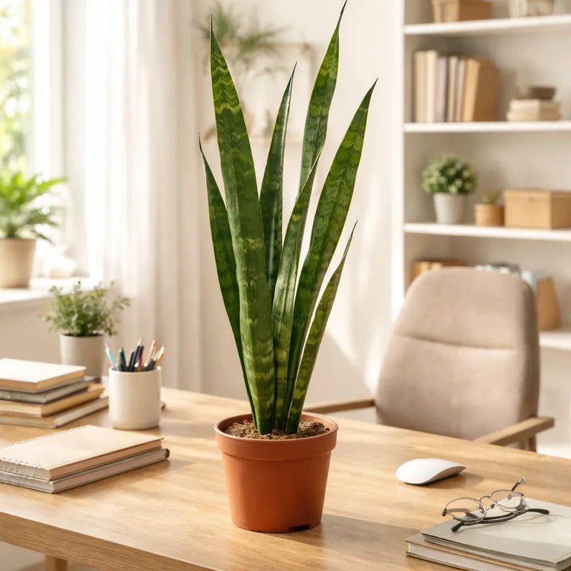 Sansevieria Black Coral/ Lengua De Suegra