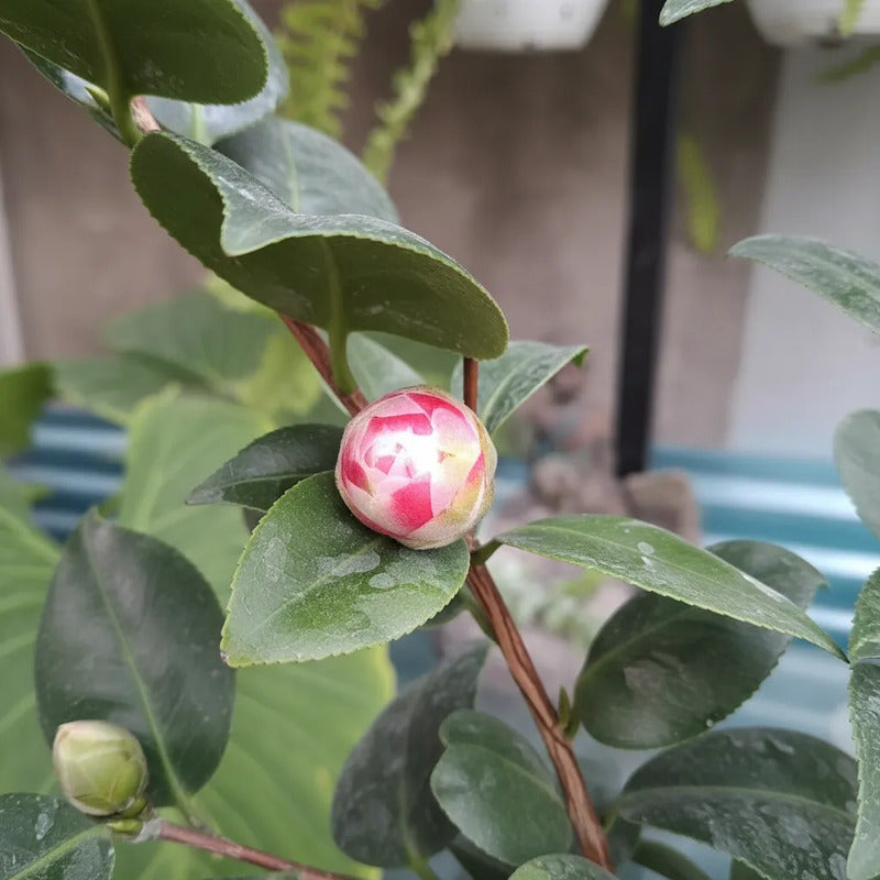 Camelia Planta De Floracion Invernal