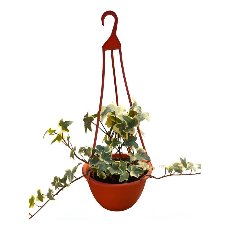 Hiedra Variegada Planta Trepadora