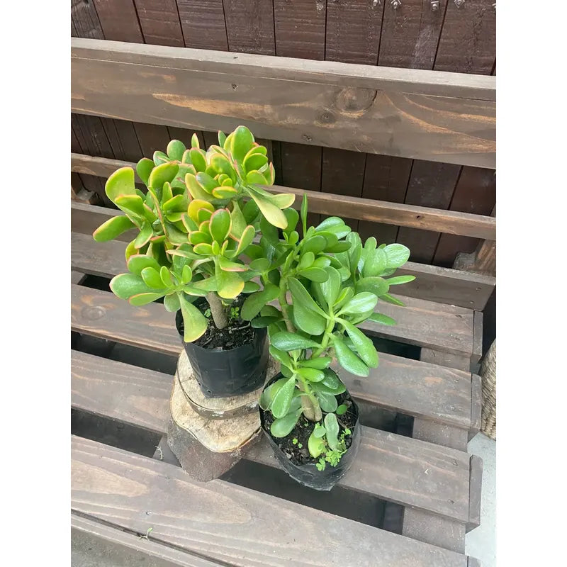 Arbol De Jade Grande / Arbol De La Abundancia