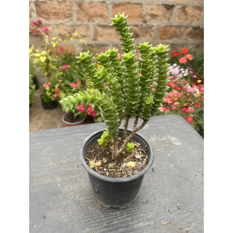 Crassula Green Pagoda Suculenta