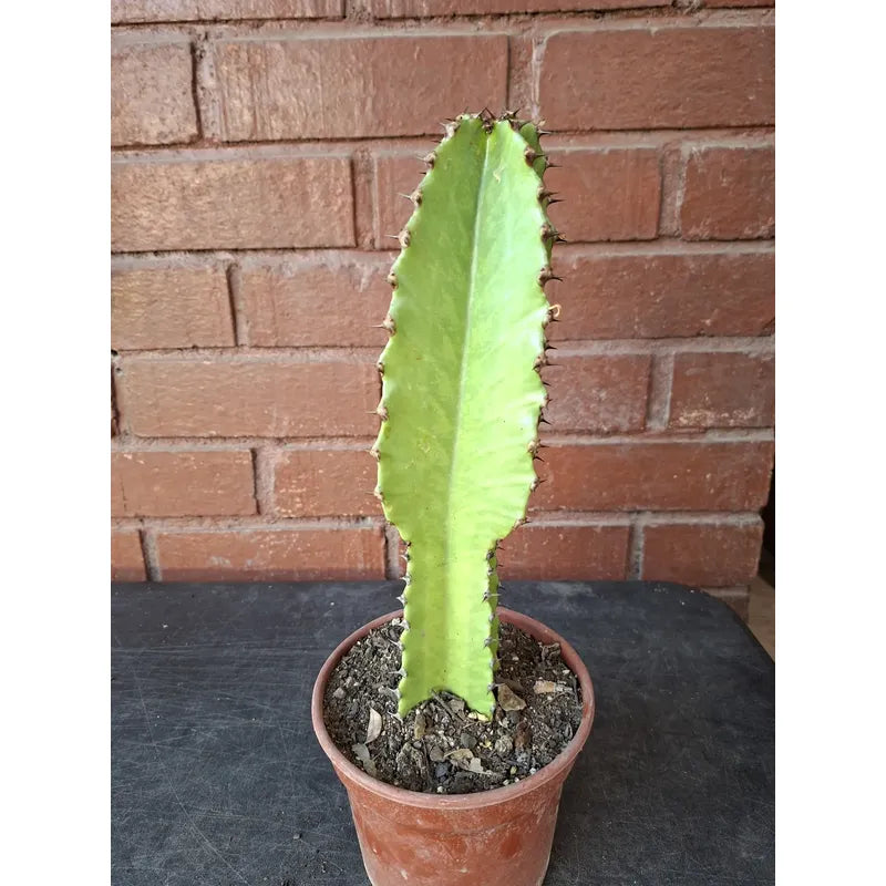 Cactus Candelabro 30cm