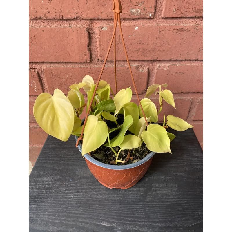 Philodendro Cordatum Lemon