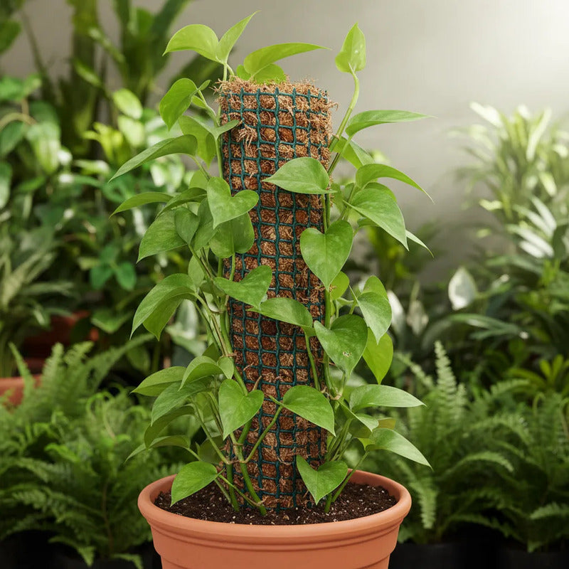 Tutor De Musgo Sphagnum 100cm Con Estaca Plantas Trepadoras
