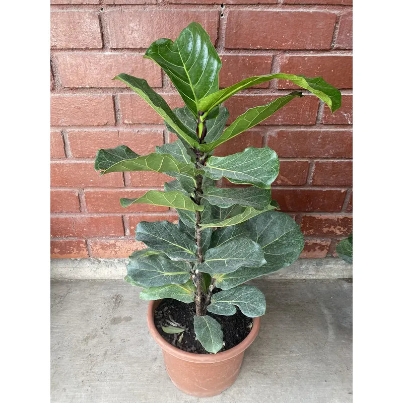 Ficus Lyrata / Gomero Pera Grande 1 Metro