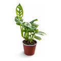 Monstera Obliqua Planta Colgante Trepadora