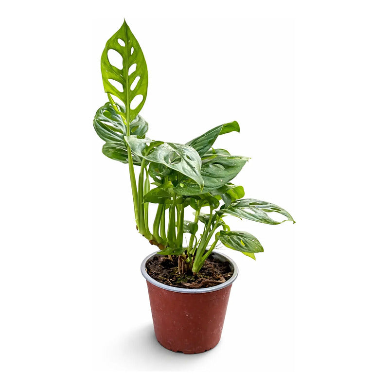 Monstera Obliqua Planta Colgante Trepadora