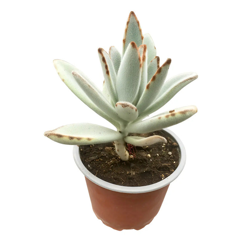 Kalanchoe Tomentosa/orejas De Conejo Suculenta