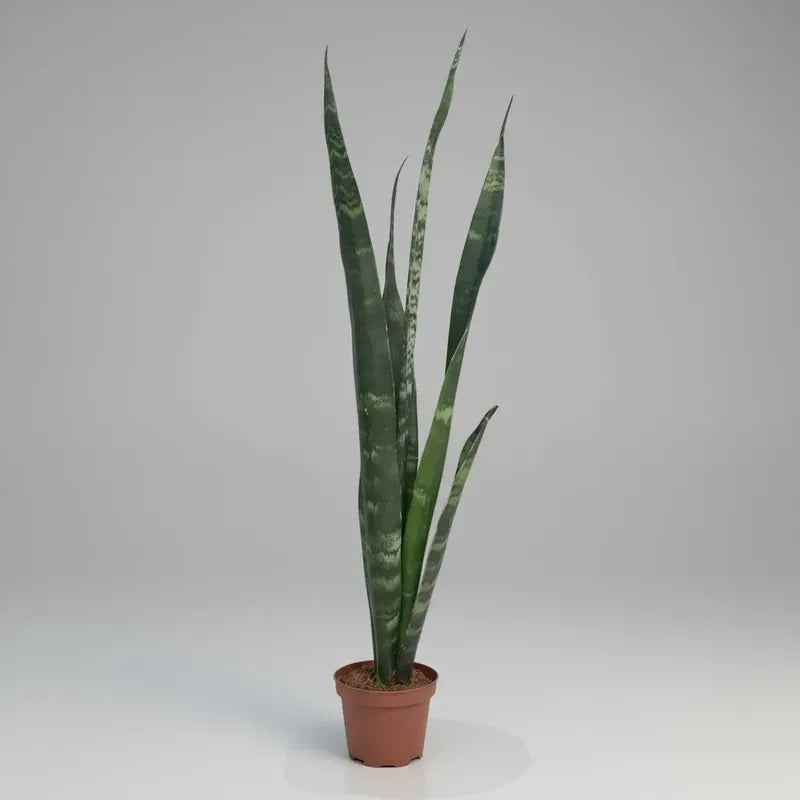 Sansevieria Black Coral/ Lengua De Suegra