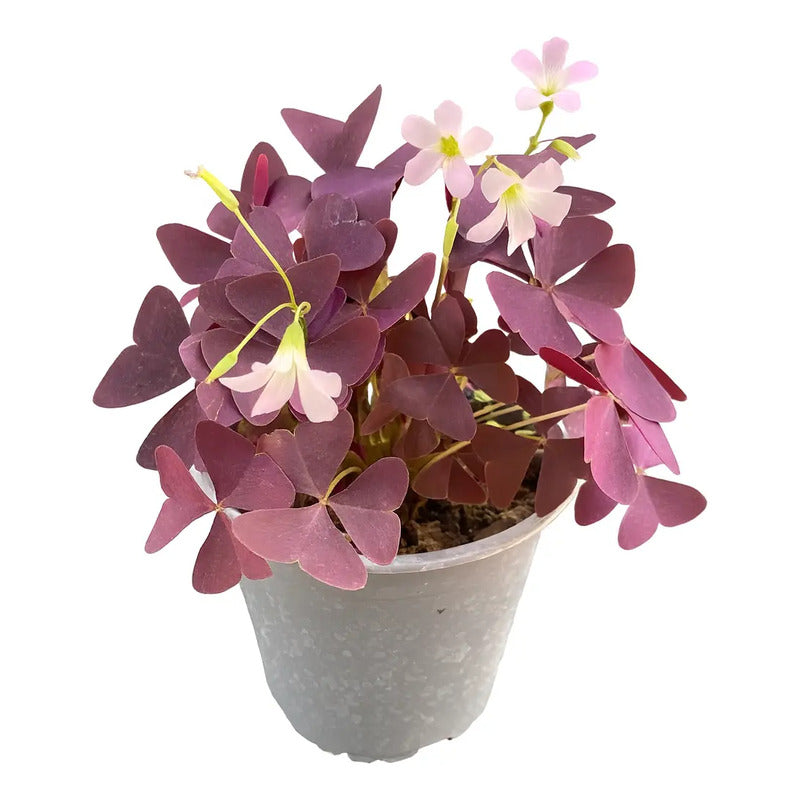 Oxalis Triangularis Trébol Morado