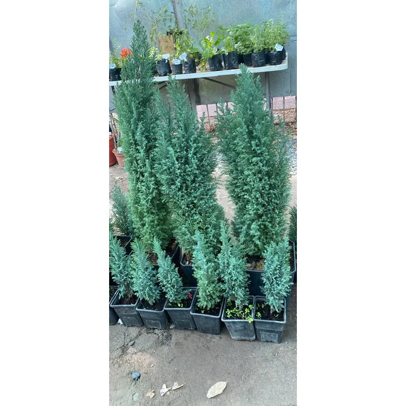 Pino Azul Elwoodii Grande