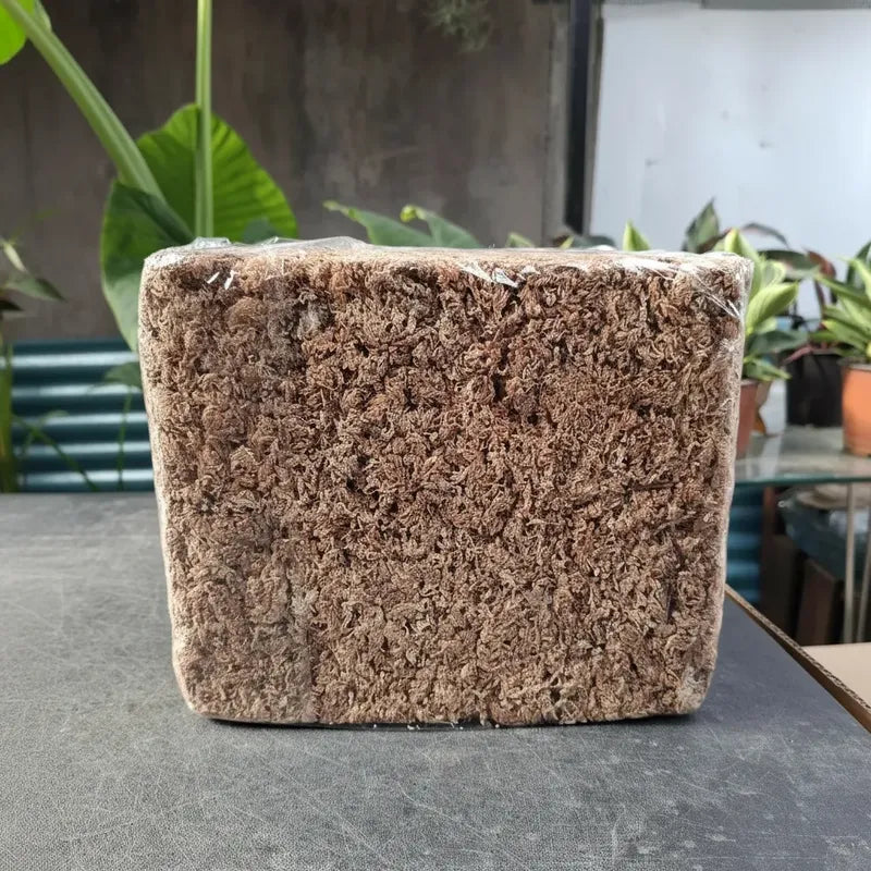 Bloque Musgo Sphagnum 500grs Rinde 40 Litros