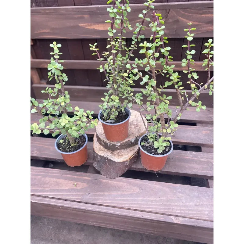 Portulacaria Árbol Del Dinero