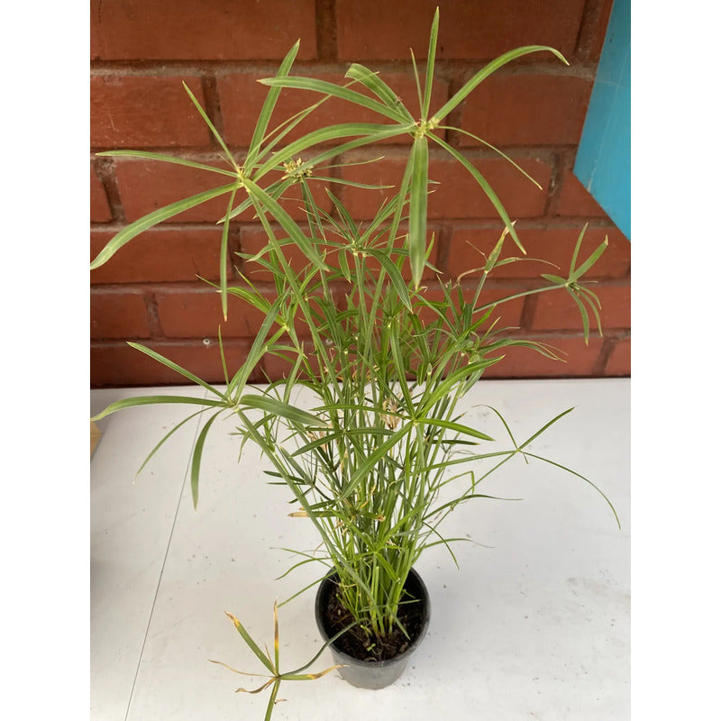 Papiro Enano Planta Ornamental