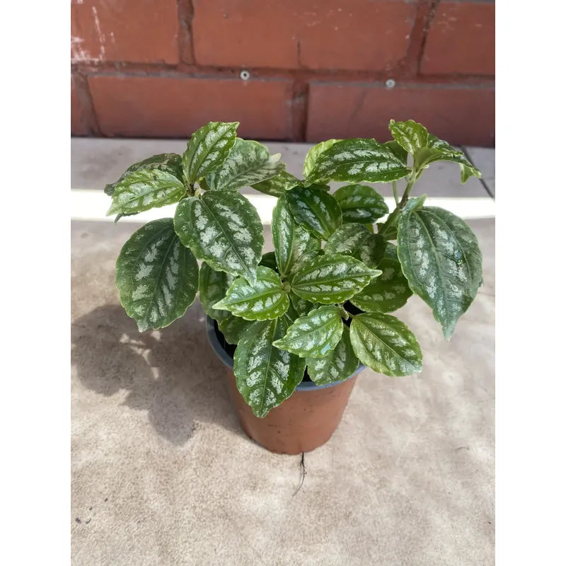 Pilea Planta Interior Ornamental