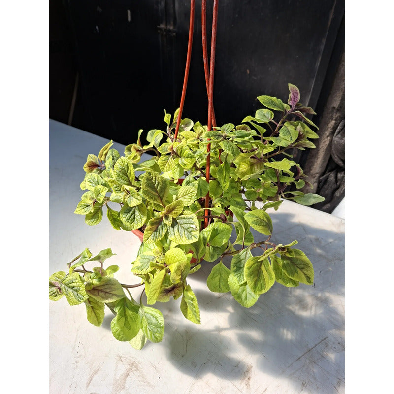 Dolar Variegado Planta Colgante Blanco