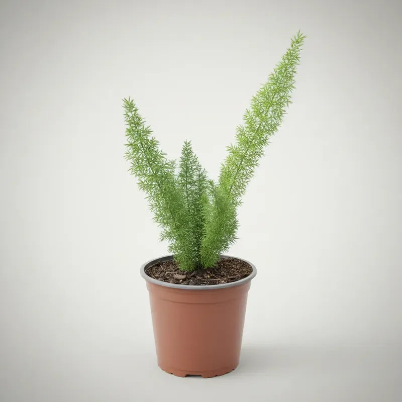 Helecho Meyeri 30 Cm Planta De Interior
