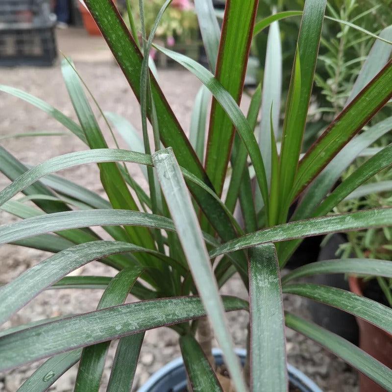Dracena Marginata Palmera Interior Pequeña