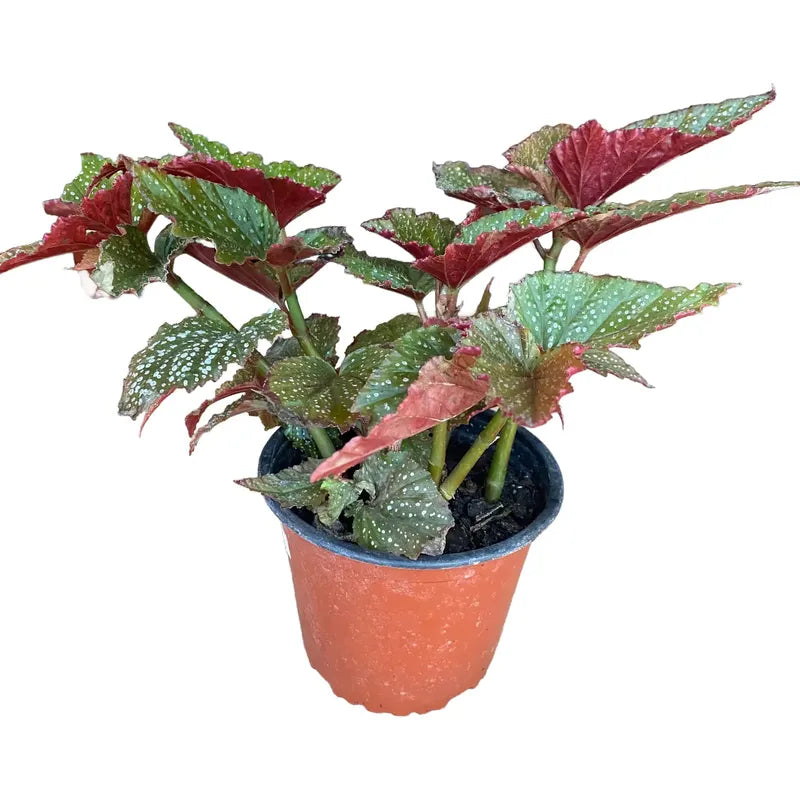 Begonia Alitas De Angel