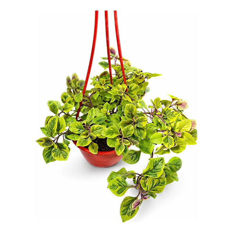 Dolar Variegado Planta Colgante Blanco