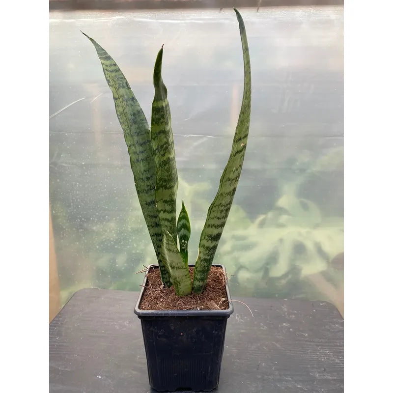 Sansevieria Zeylanica Planta De Interior Lengua De Suegra