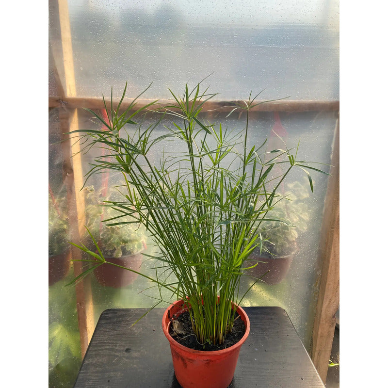 Papiro Enano Planta Acuatica