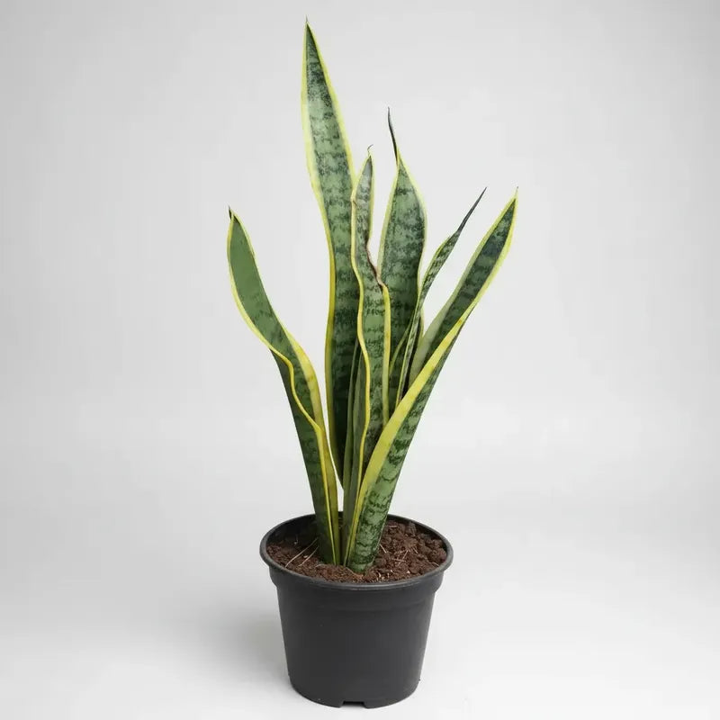 Sansevieria Laurentii Grande Varias Hojas /lengua De Suegra
