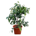 Ficus Benjamina Anastasia