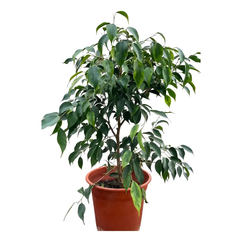 Ficus Benjamina Anastasia