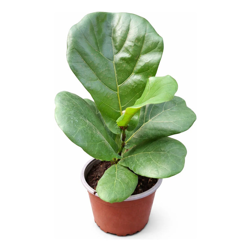 Ficus Lyrata Pequeño/ Gomero Pera Planta De Interior