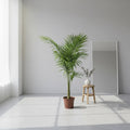 Kentia Palmera Interior Decorativa 120cm