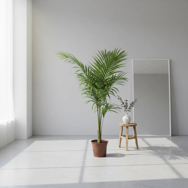 Kentia Palmera Interior Decorativa 120cm