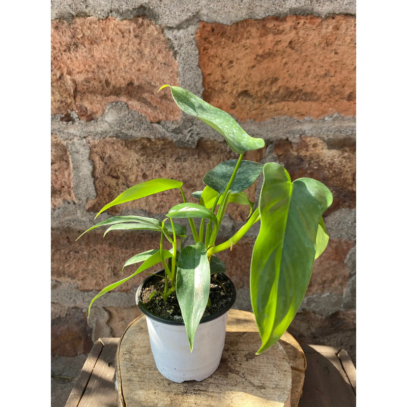 Philodendro Panduriforme Planta Trepadora