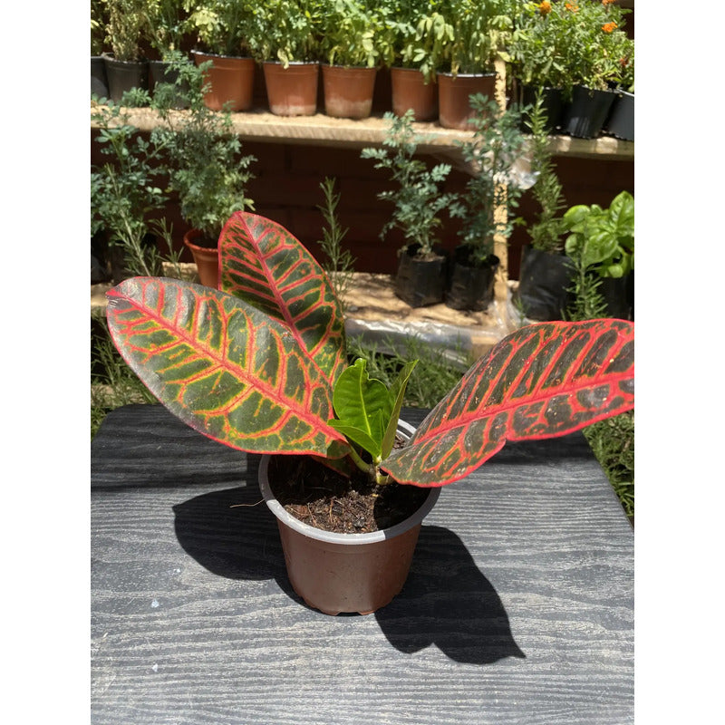 Planta Croton 20 Cm, Ideal Para Interiores Y Decoración