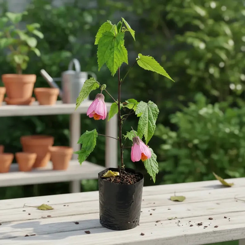 Abutilon Farolito Chino Arbusto Ornamental Pequeño 40cm Rosa