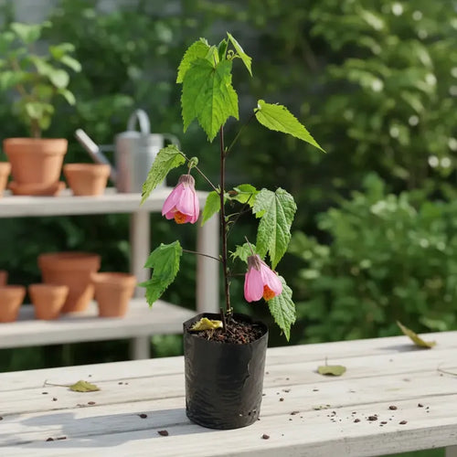 Abutilon Farolito Chino Arbusto Ornamental Pequeño 40cm Rosa
