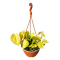 Philodendro Cordatum Lemon