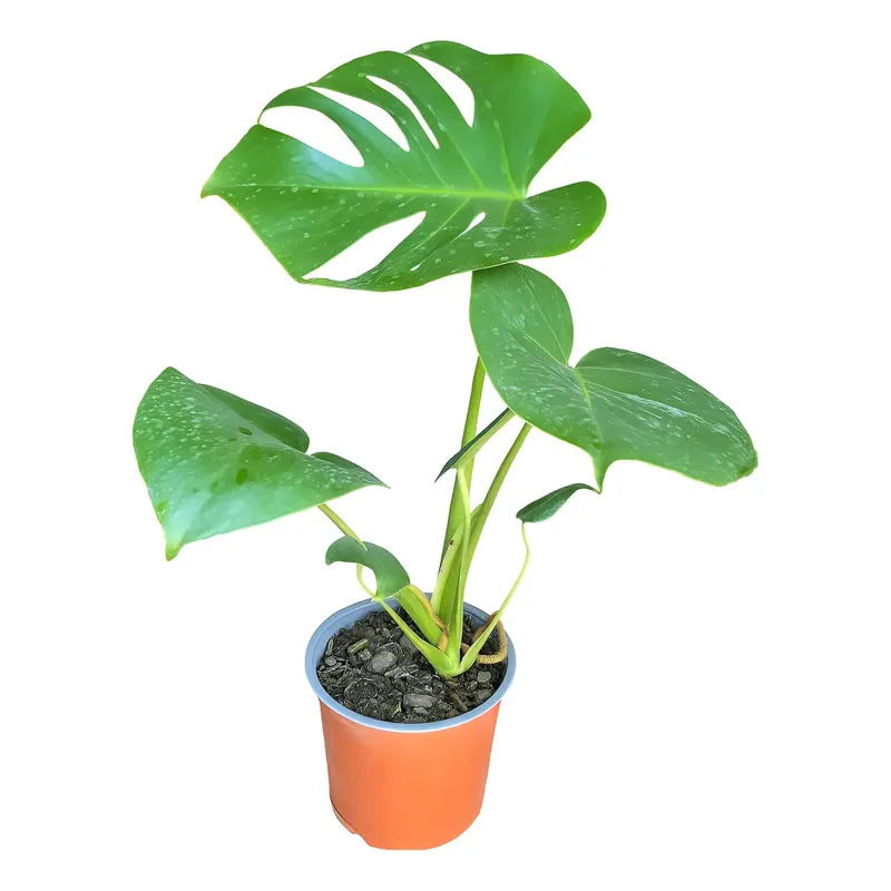 Monstera Deliciosa Philodendro / Costilla De Adán