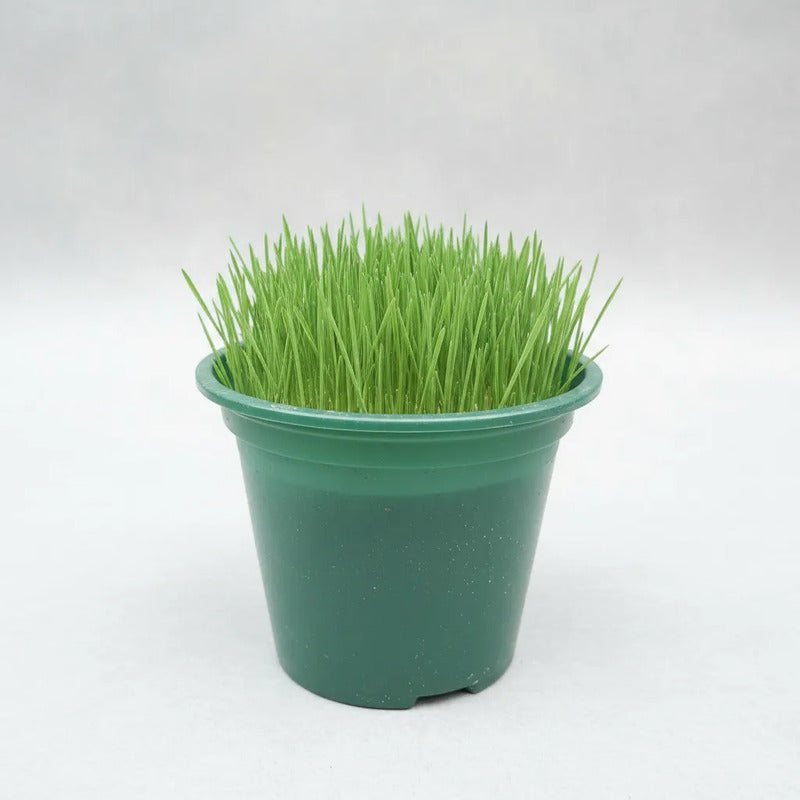 Pasto de Trigo para Gatos - Planta Lista Para Consumo