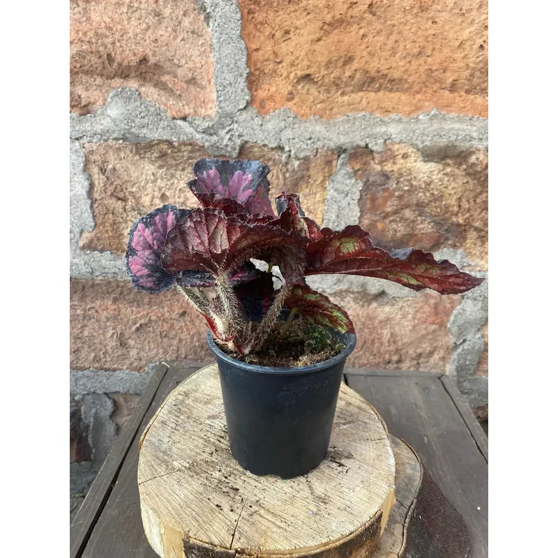 Begonia Rex Planta De Colección