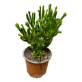 Suculenta Crassula Ovata Gollum - Orejas De Shrek 10 Cm