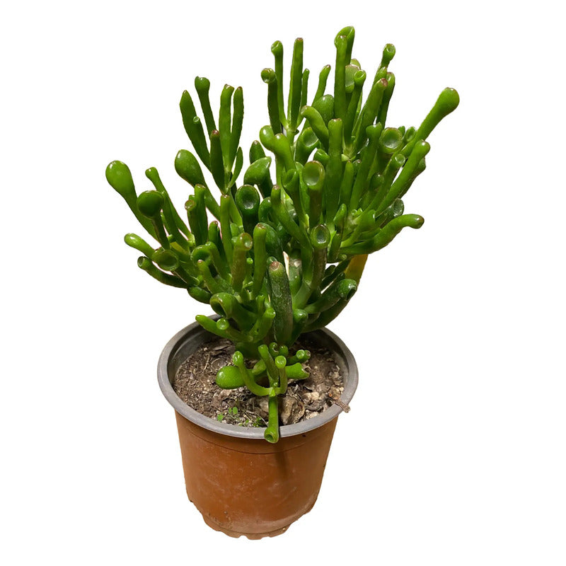 Suculenta Crassula Ovata Gollum - Orejas De Shrek 10 Cm